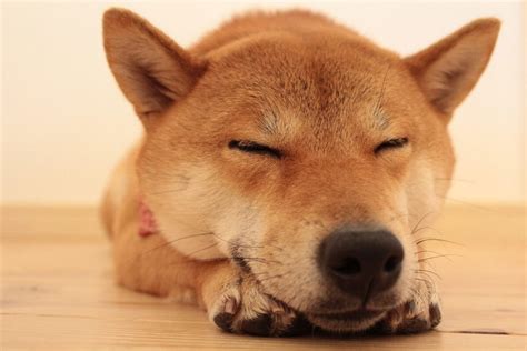 柴犬のしつけは難しい？【短時間集中】おやつやご飯を与える際の【まて】のしつけ方 ヨムーノ