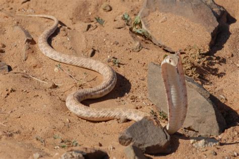 Reptile Regarde Moi Dans Les Yeux Quand Je Te Parle