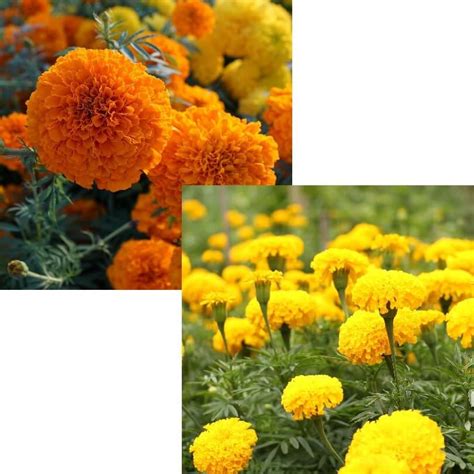 Mix African Marigold Seeds Flower Seeds59 Mays Garden Seed