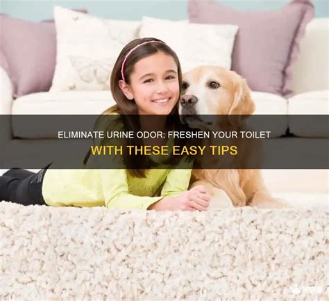 how to get rid of toilet odor