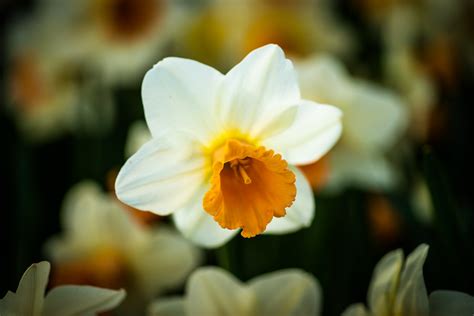 Narcissus Daffodil Jonquille Narzisse Nergis Hakan Kavas Flickr