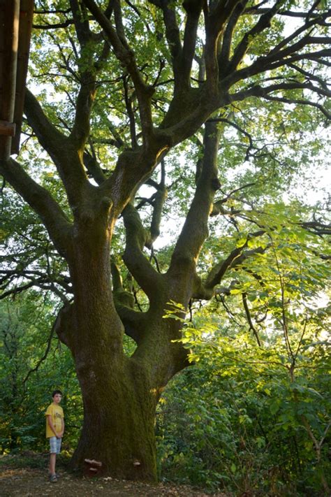 Chêne pédonculé près du Brigo Veano Émilie Romagne Italie