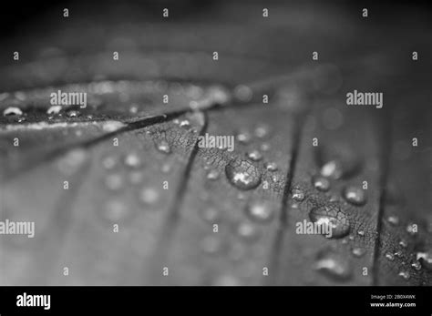 Hoja En Blanco Y Negro Sobre El Agua Imágenes De Stock En Blanco Y