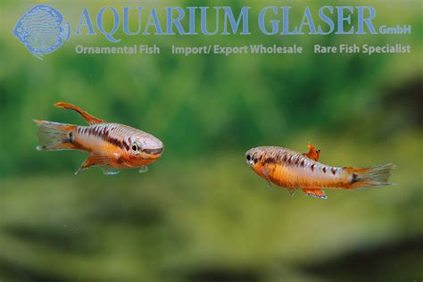 Aphyosemion Chromaphyosemion Bivittatum Funge Aquarium Glaser Gmbh