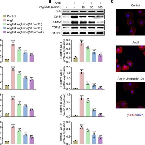 Liraglutide Inhibited AngII Induced Deposition Of ECM In Atrial