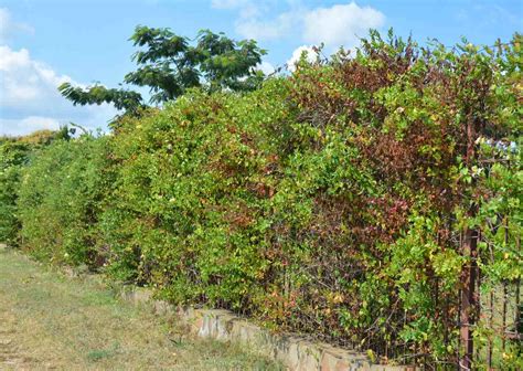 Honeysuckle Plants - How To Grow And Care For Honeysuckle Plants