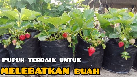 Pupuk Strawberry Untuk Berbuah Lebat Dan Besar Youtube