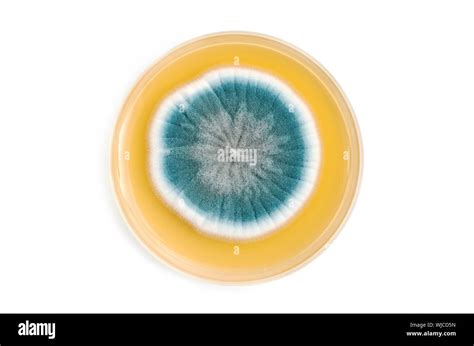 Fungi On Agar Plate In Laboratory Over White Background Stock Photo Alamy