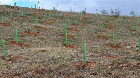 Alumnado del IES Ana María Matute participa en la plantación de árboles