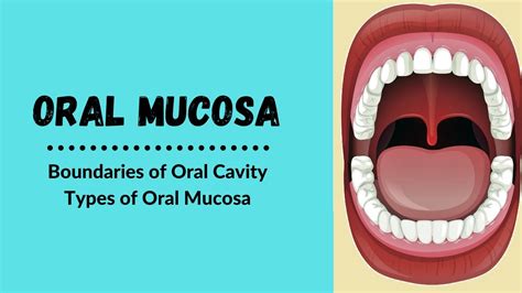 Oral Mucosa Types