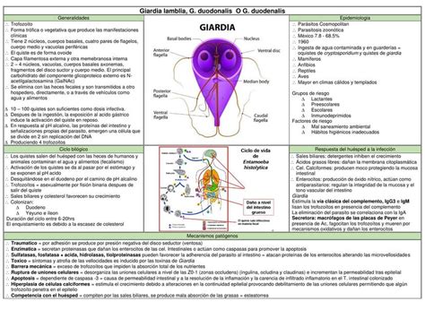 Giardia Lamblia Caty Cuellar Udocz