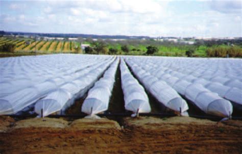 Agricultural Surface Covered With Plastic Film Greenhouses And Walk In