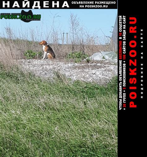 POISKZOO.RU™ on Twitter: "Найдена собака кобель Таганрог Подробнее по ...
