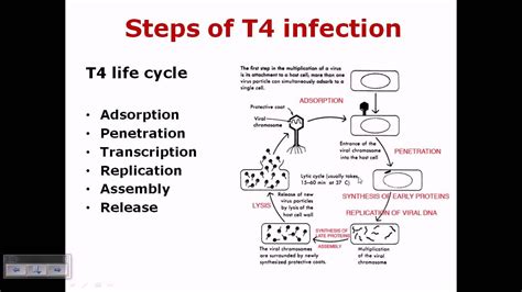 T4 Bacteriophage Life Cycle