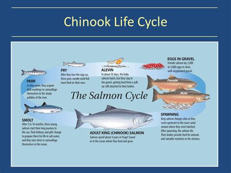 Salmon Life Cycle Animation