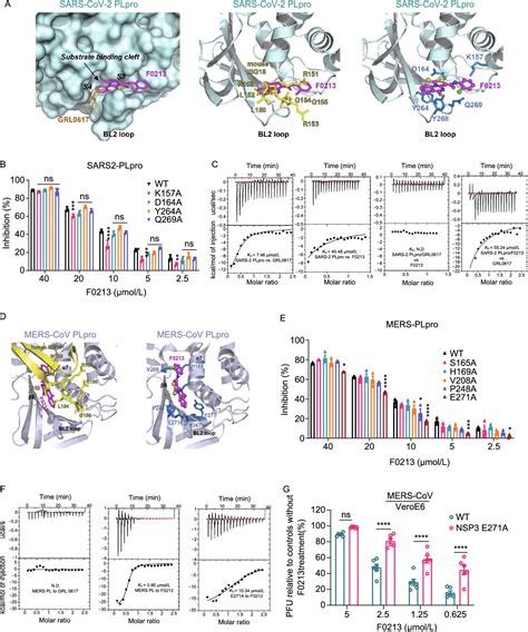 A Novel Plpro Inhibitor As A Broad Spectrum Anti Coronavirus Agent