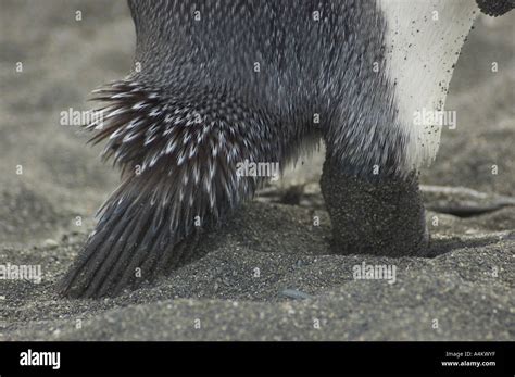 King Penguin Tail Feathers at Gold Harbour beach South Georgia ...