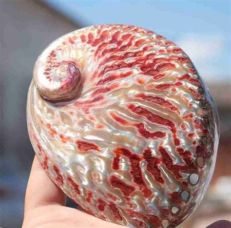 Marine Sea Decor 10 15 Cm Polished Natural Conch Shells Large Bright