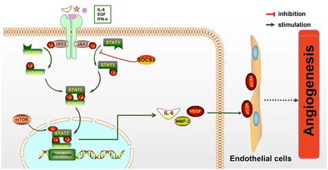 Frontiers Inflammation Mediated Angiogenesis In Ischemic Stroke