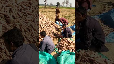 Carrot Farming Business In Punjab Pakistan Baloch Agriculture Farm