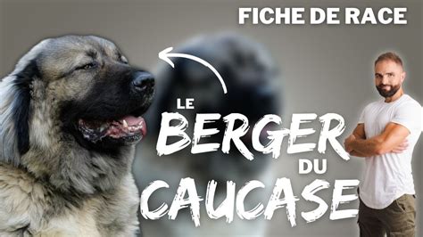 Le Berger Du Caucase Race De Chien Youtube