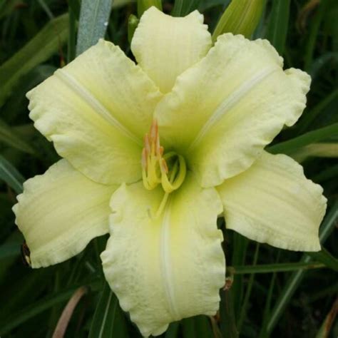 So Lovely Daylily Fragrant Pale Blooms Oakes Daylilies