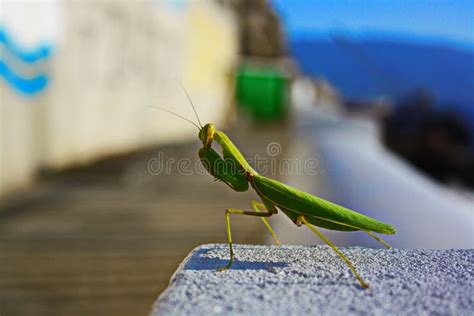 Praying Mantis Standing Concrete Stock Photos Free Royalty Free