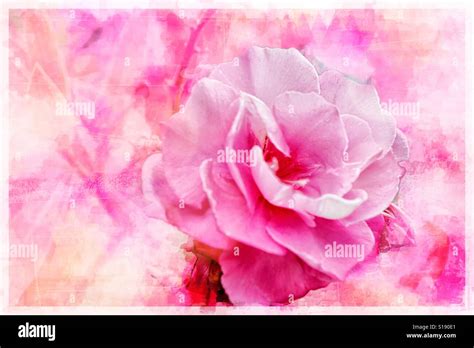 Kiss from a rose Stock Photo - Alamy