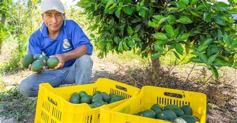 Cajamarca Pan American Silver Shahuindo Promueve Proyecto De Palta En