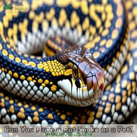 Rat Snakes as Pets: a Beginner's Guide to Proper Care and Husbandry