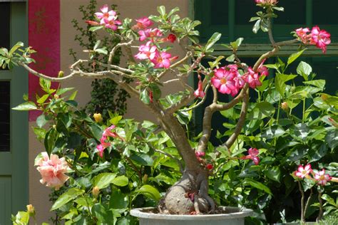 Rose du désert ou Adenium obesum conseils de culture et d entretien