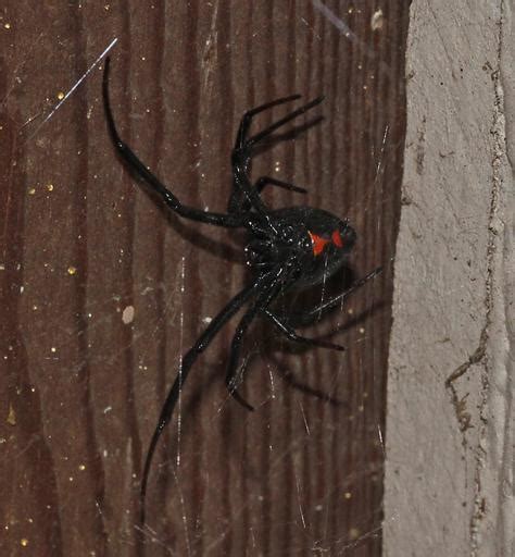 How To Get Rid Of Black Widows How I Get Rid Of