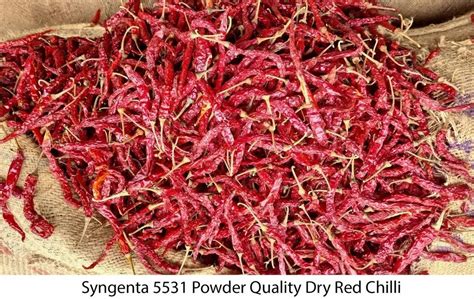 Syngenta Powder Quality Dry Red Chilli At Rs Kg Dry Red