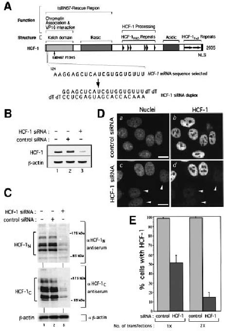 Human Hcf 1 Is Depleted Ef®ciently And Speci®cally By Sirna A Download Scientific Diagram