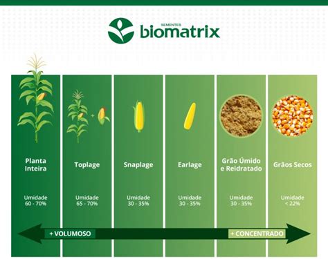 Silagem como fornecer um excelente alimento para sua produção animal