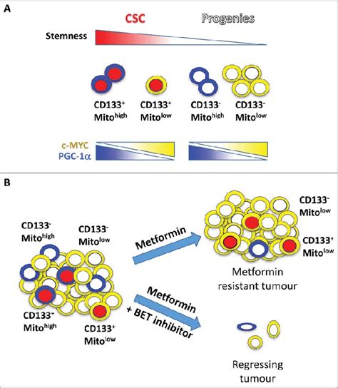 Heterogeneity In Pancreatic Cancer Cells A Schematic Representation