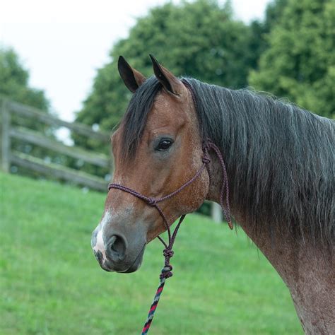 Western Outfitter Ecoluxe Rope Halter W Lead Cinnamonblackbrowntan