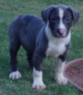 XXL Blue nose pitbull puppies for Sale in Barona Rancheria, California Classified ...