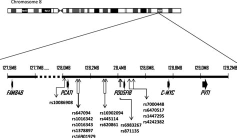 Schematic Of 8q24 Chromosomal Region Localisation Of Single Nucleotide