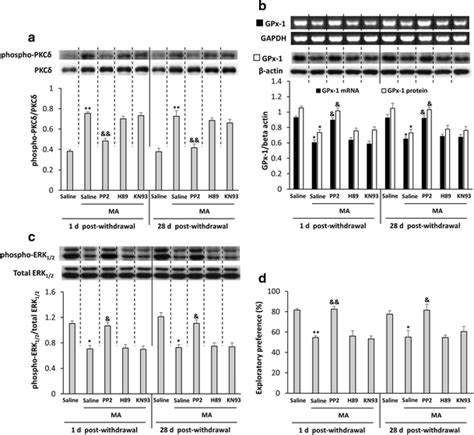 Effects Of PP2 H89 And KN93 On MA Induced Changes In The Expression