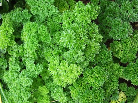 Growing Parsley The Complete Guide To Plant Grow And Harvest Parsley