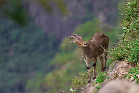 200+ Nilgiri Tahr Photos Stock Photos, Pictures & Royalty-Free Images - iStock