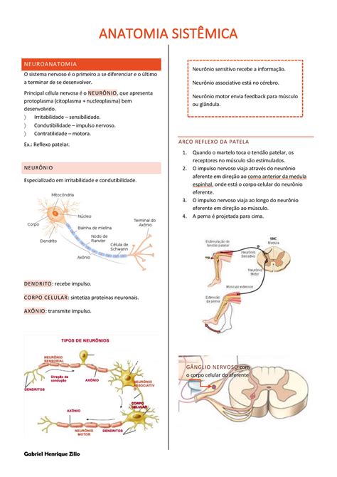 15 Resumo De Neuroanatomia Introdução Geral De Vias E Nervos