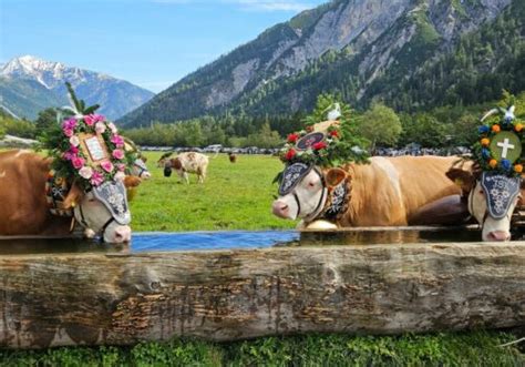 Feierlicher Almabtrieb Von Der Walcher Alm Vor Der Kulisse Von K Nig