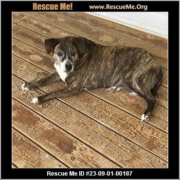 - Tennessee Mountain Cur Rescue - ADOPTIONS - Rescue Me!