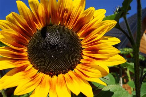 Largest and Most Incredible Sunflower Field