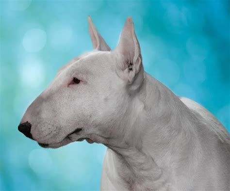 Bull Terrier Dog Breed Information And Characteristics