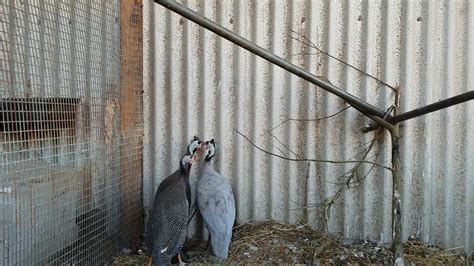 Day 309 How To Sex Male And Female Guinea Fowl Youtube