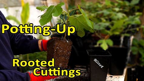 Rooting Fig Cuttings The Method Im Using Video General Fruit