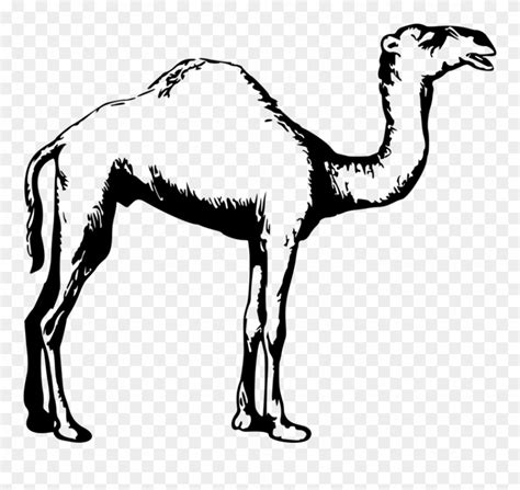 Download Dromedary Drawing Black And White Animal Camel - Camel Clipart ...